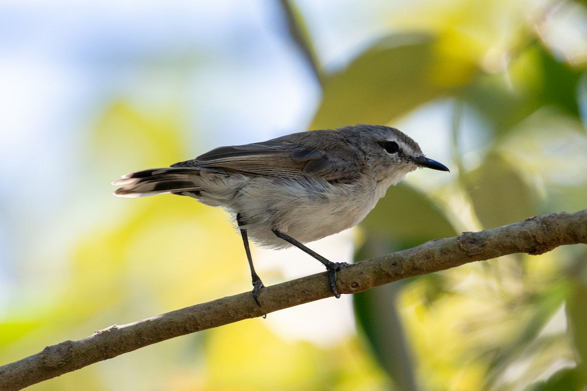 Mangrove Gerygone - ML638086922