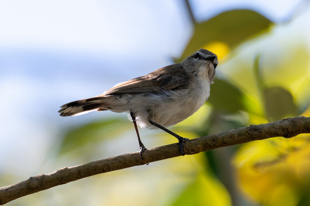 Mangrove Gerygone - ML638086923