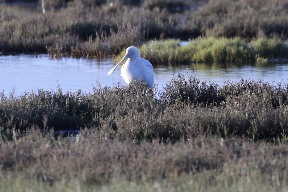 Yellow-billed Spoonbill - ML638086924