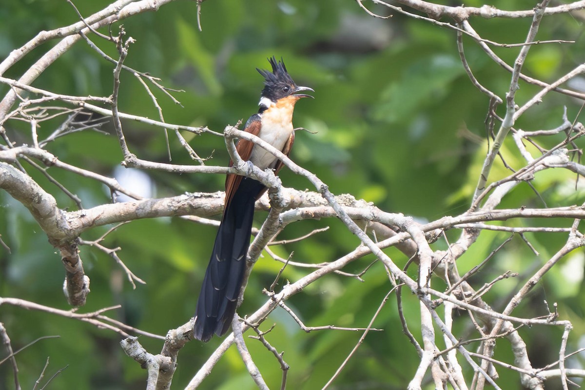 Chestnut-winged Cuckoo - ML638086940