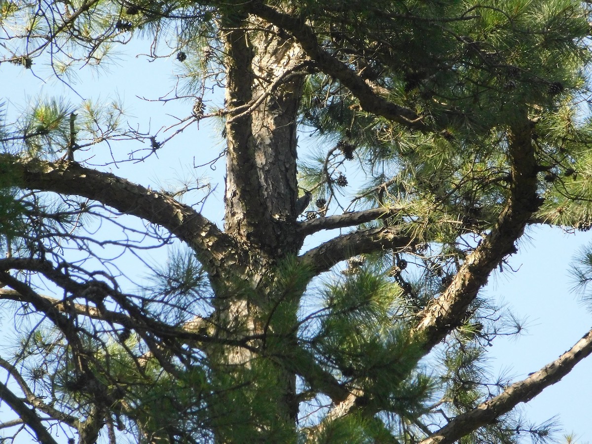 Red-cockaded Woodpecker - ML638086983