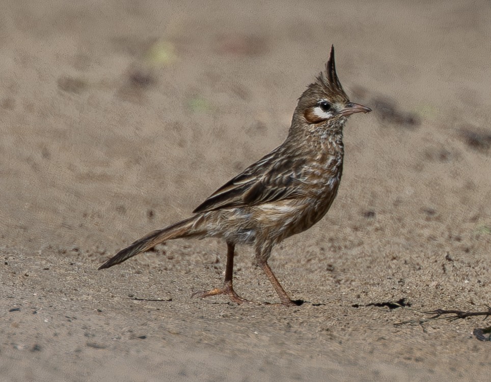 Chacobuschläufer - ML638087078
