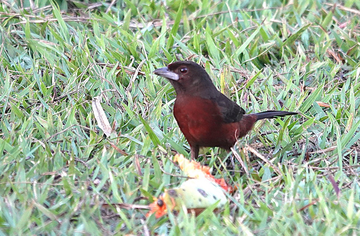 Silver-beaked Tanager - ML638087182