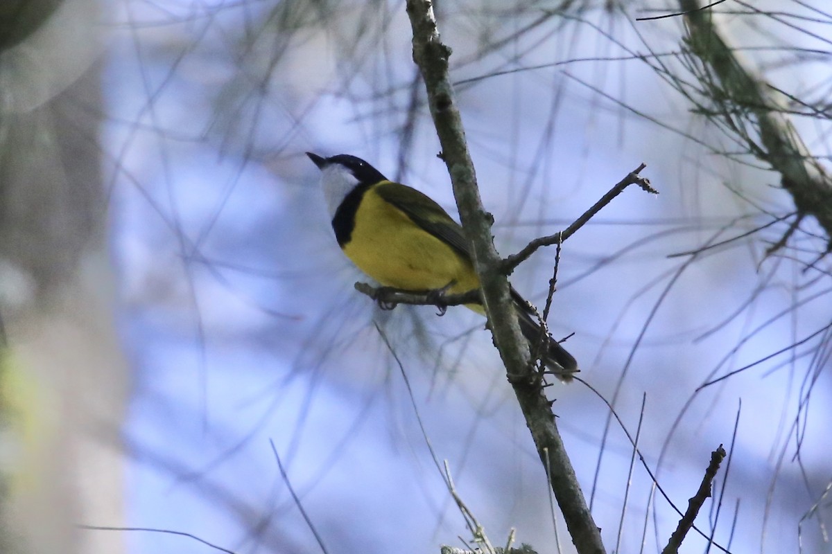 Golden Whistler (Eastern) - ML638087210
