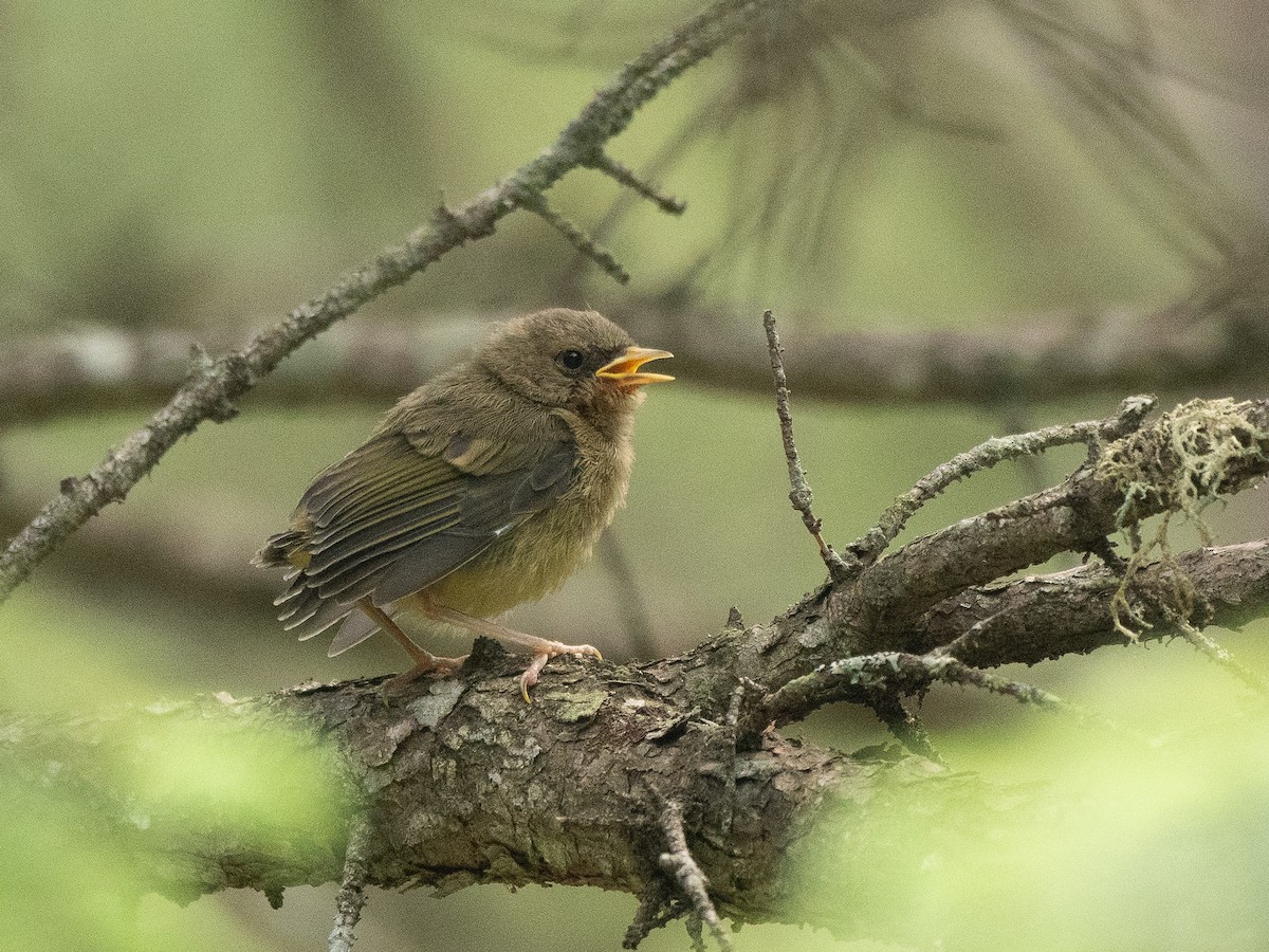 Common Yellowthroat - ML638087290