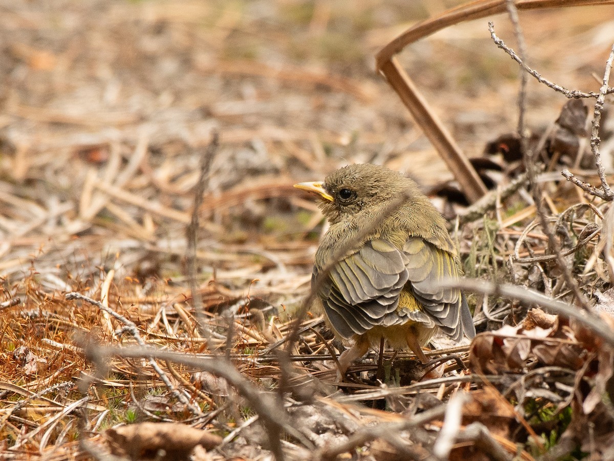 Common Yellowthroat - ML638087291