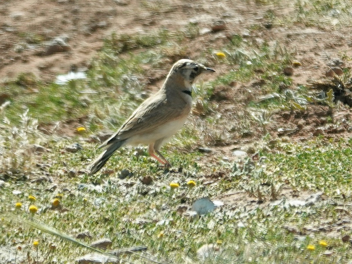 Temminck's Lark - ML638087335
