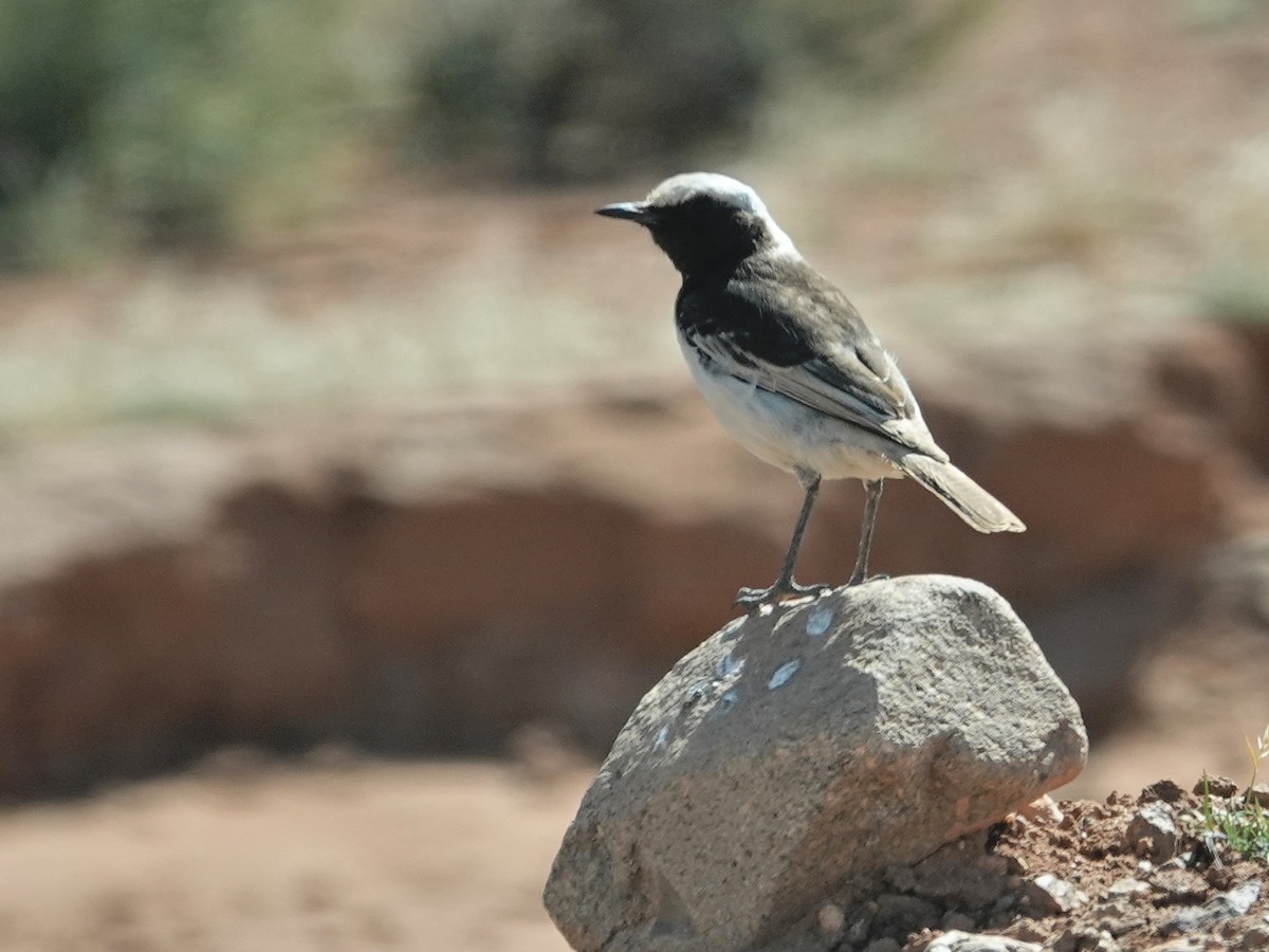 Red-rumped Wheatear - ML638087343