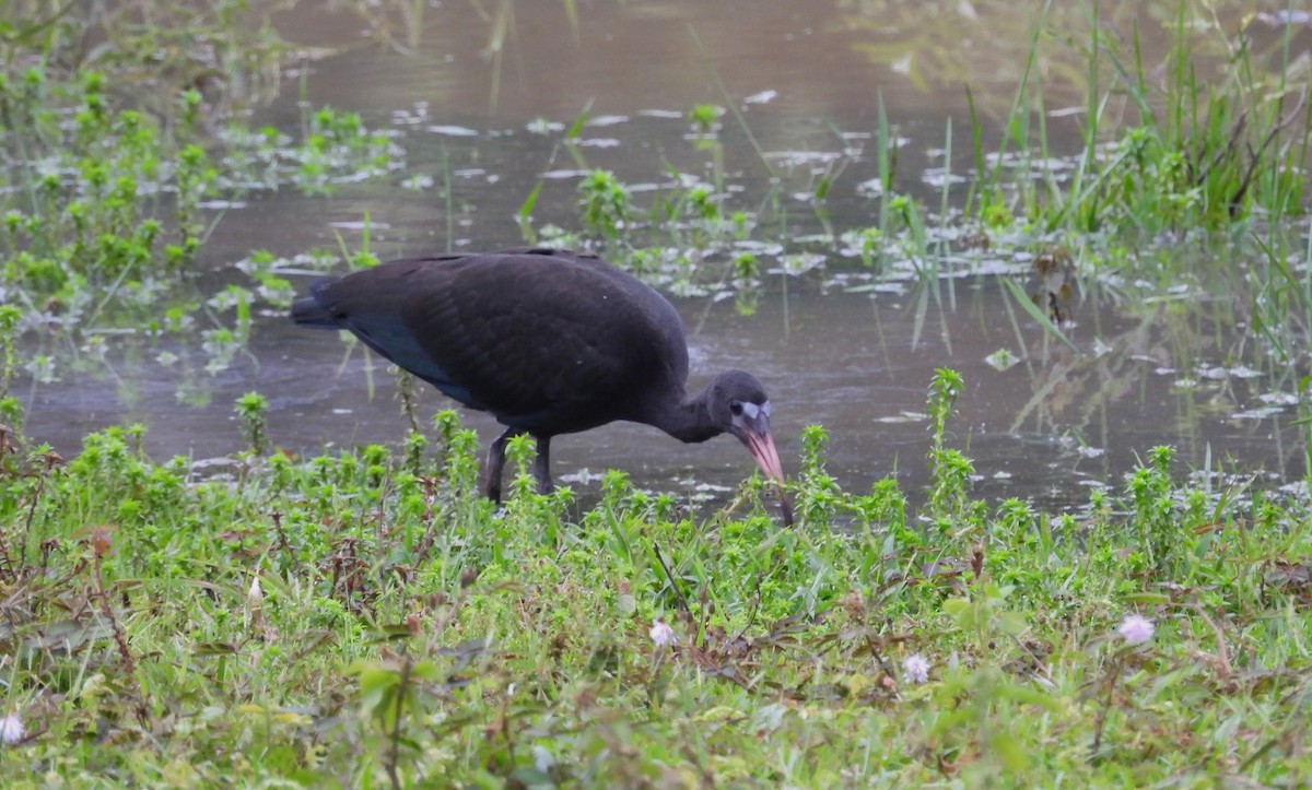 Bare-faced Ibis - ML638087365