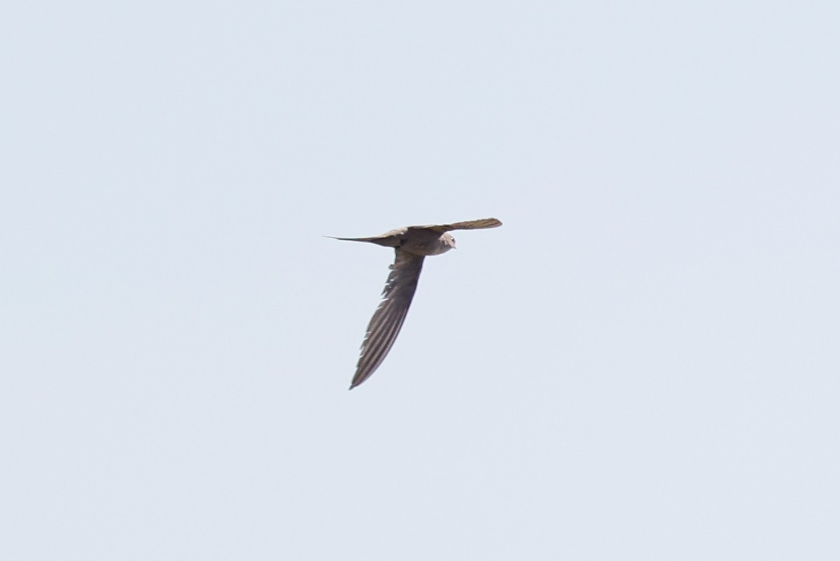 African Palm Swift - ML638087366