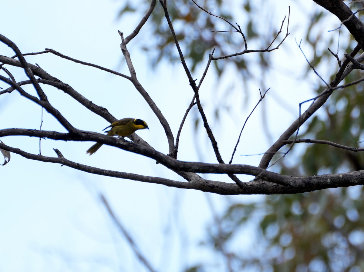 Yellow-tufted Honeyeater - ML638087380