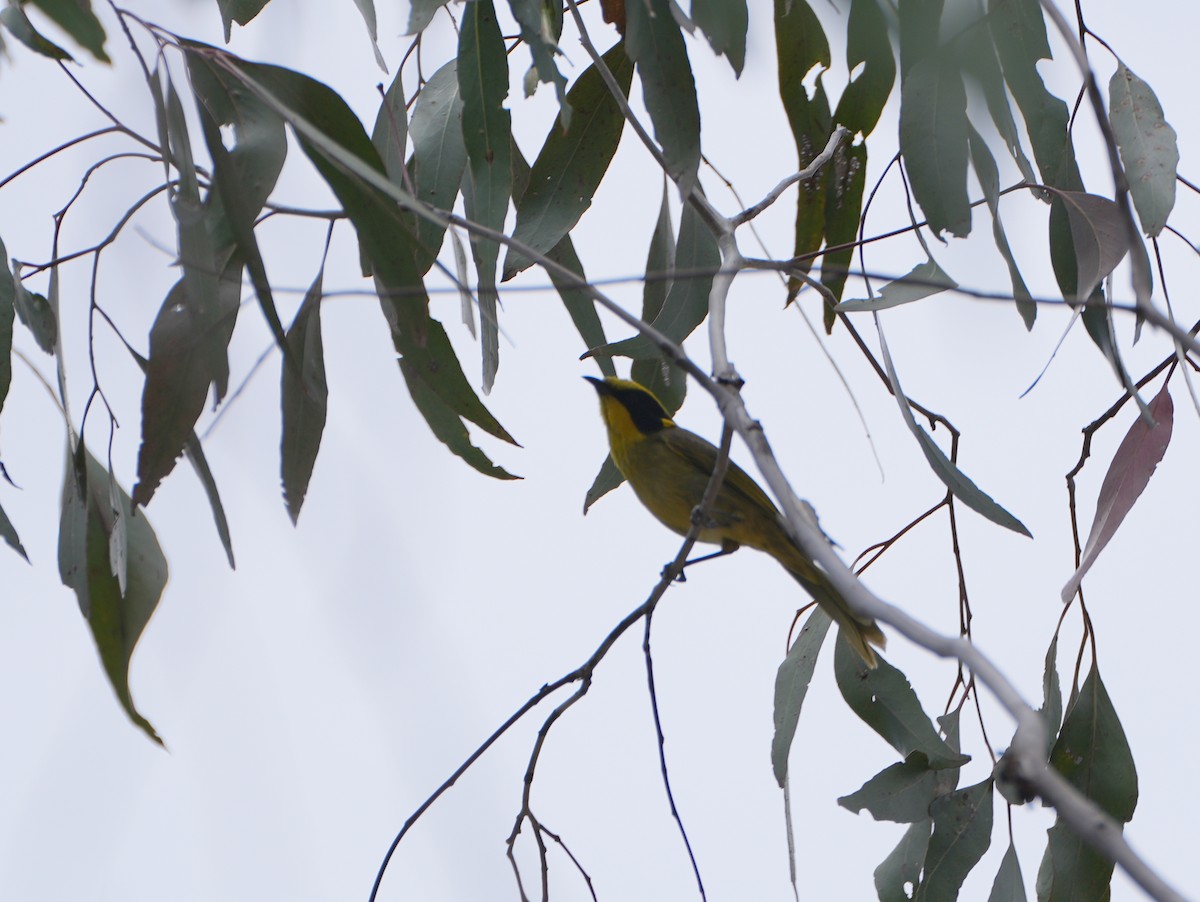 Yellow-tufted Honeyeater - ML638087381