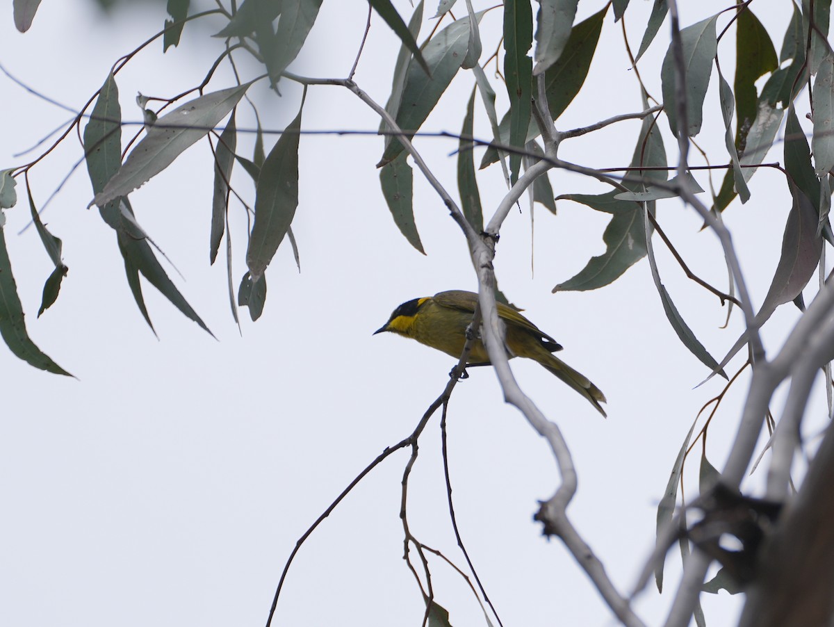Yellow-tufted Honeyeater - ML638087382