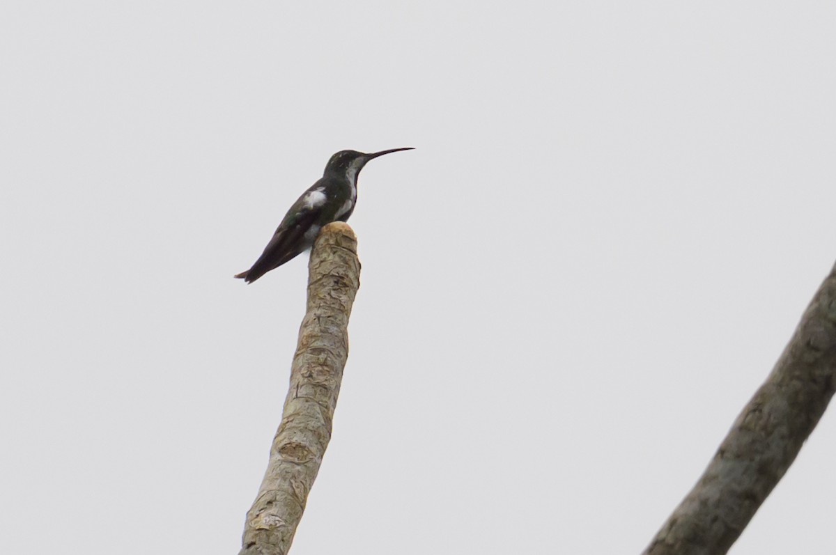 Black-throated Mango - ML638087390