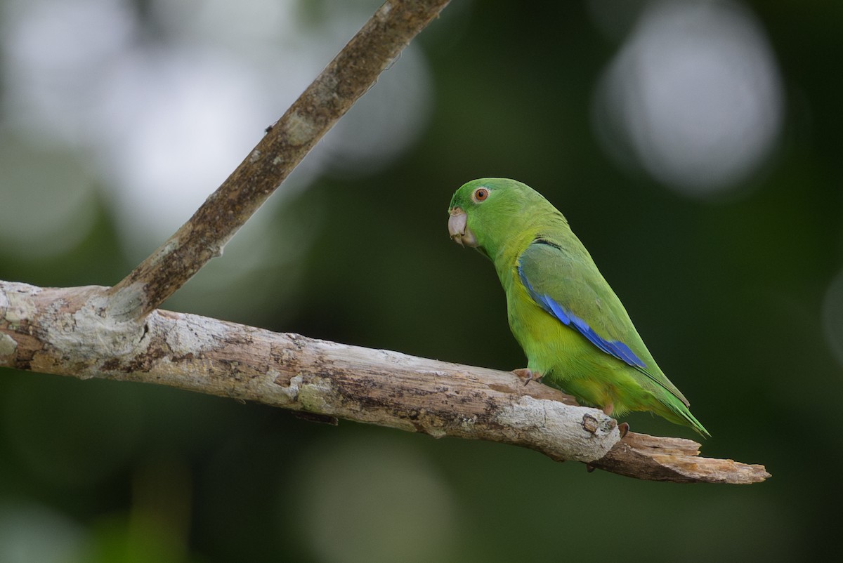 Riparian Parrotlet - ML638087419