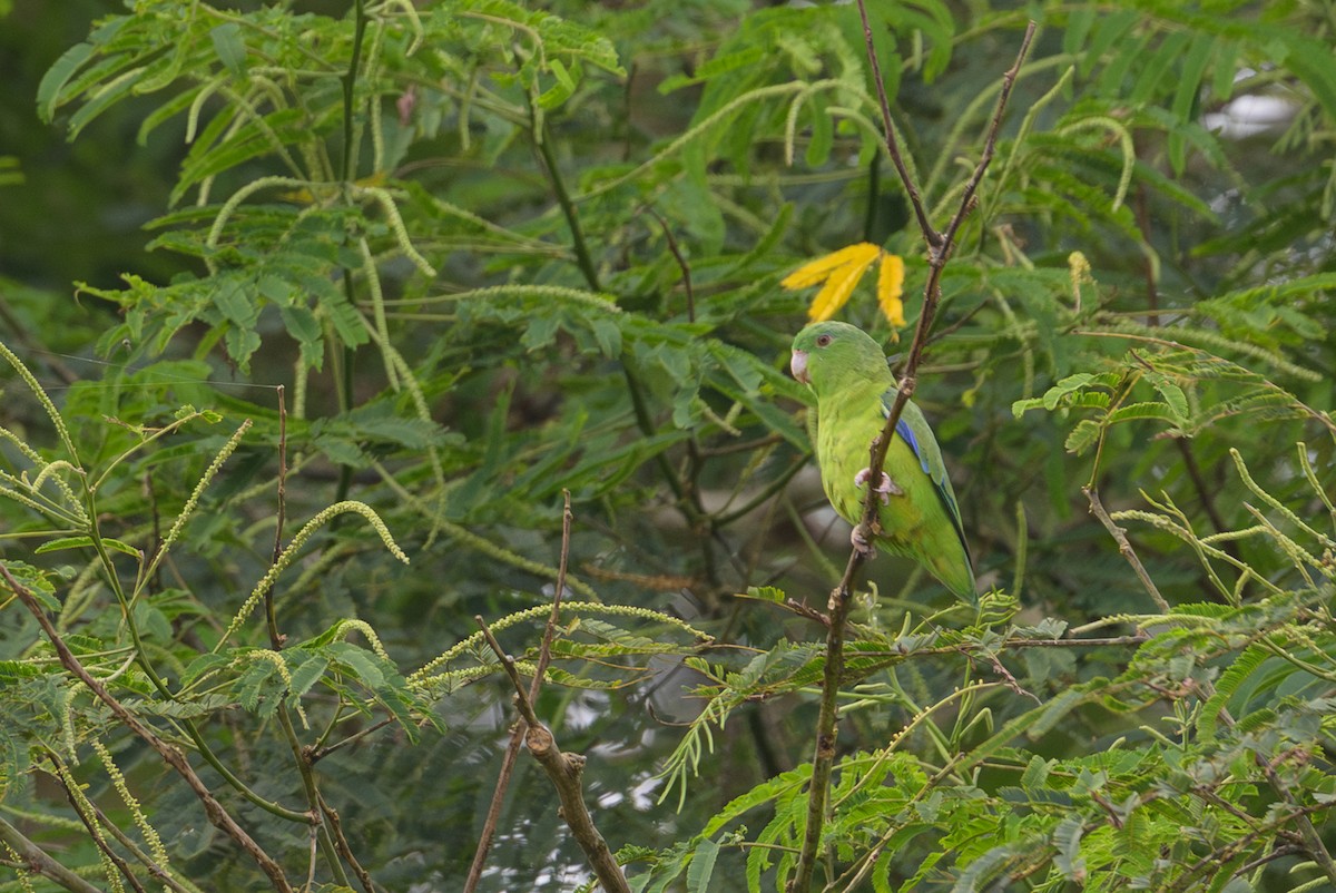 Riparian Parrotlet - ML638087420