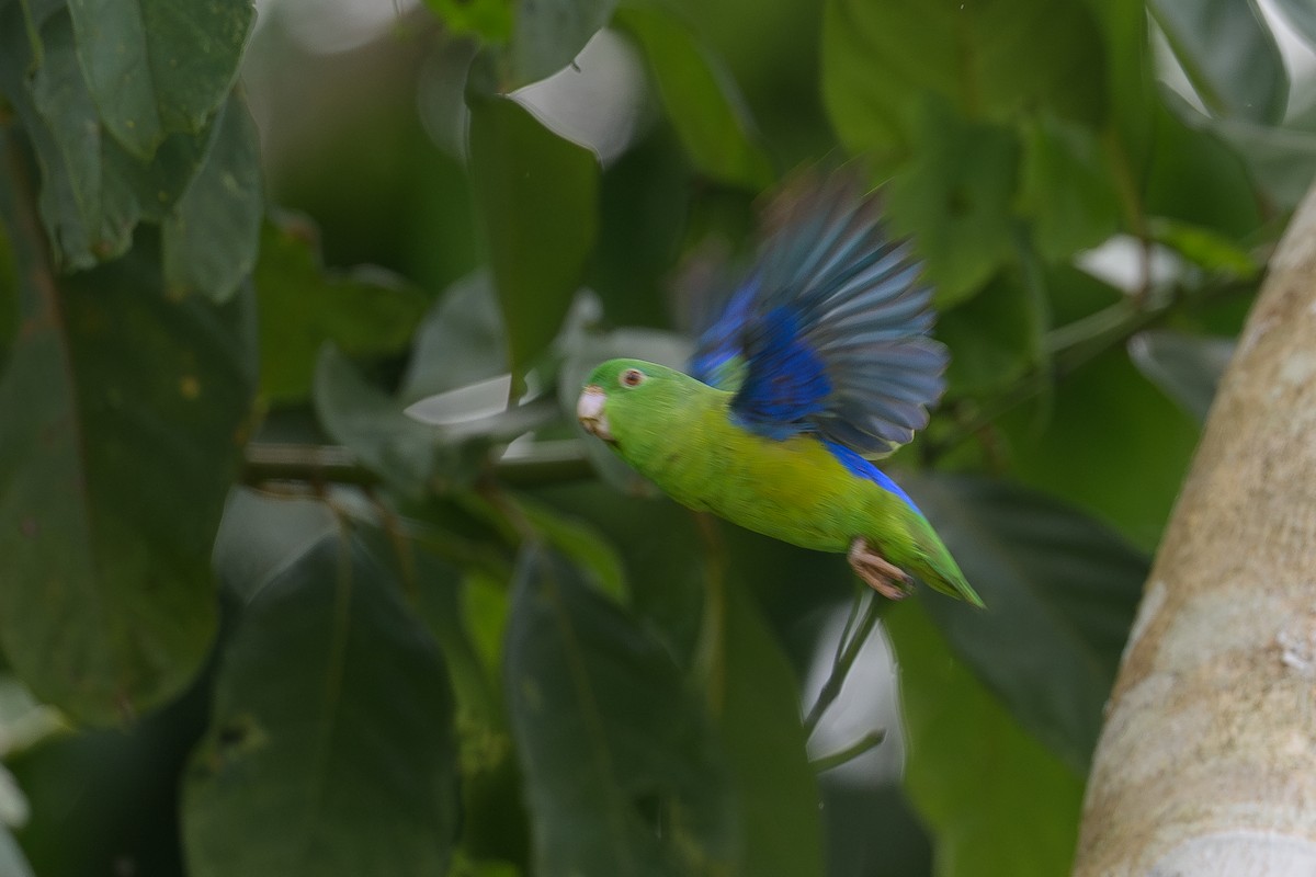 Riparian Parrotlet - ML638087422