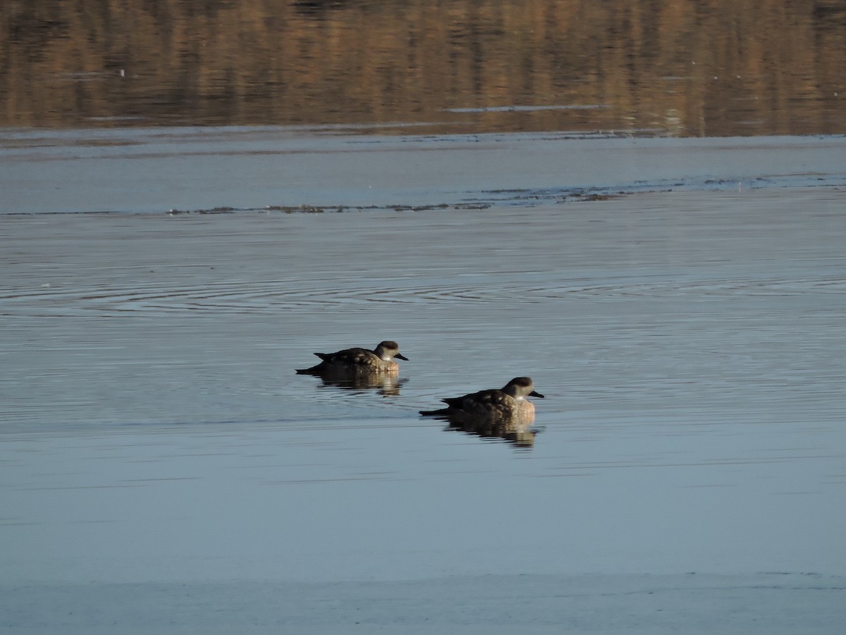 Crested Duck - ML638087463