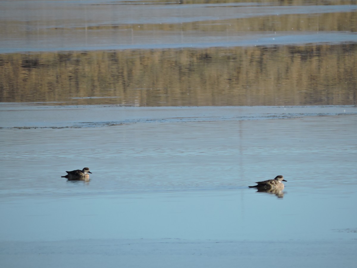 Crested Duck - ML638087464