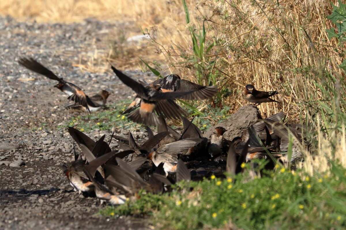Cliff Swallow - ML638087481