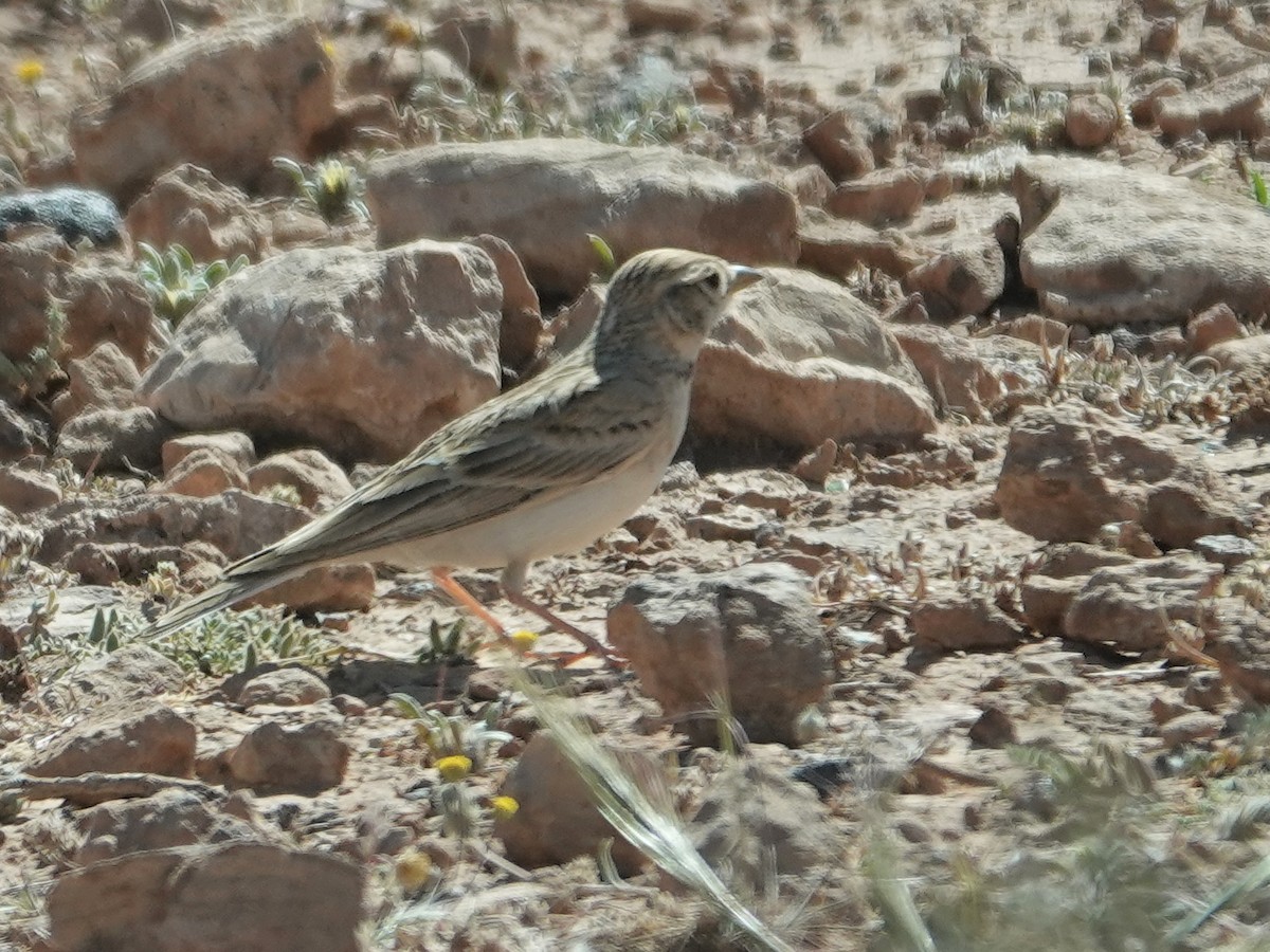 Greater Short-toed Lark - ML638087496