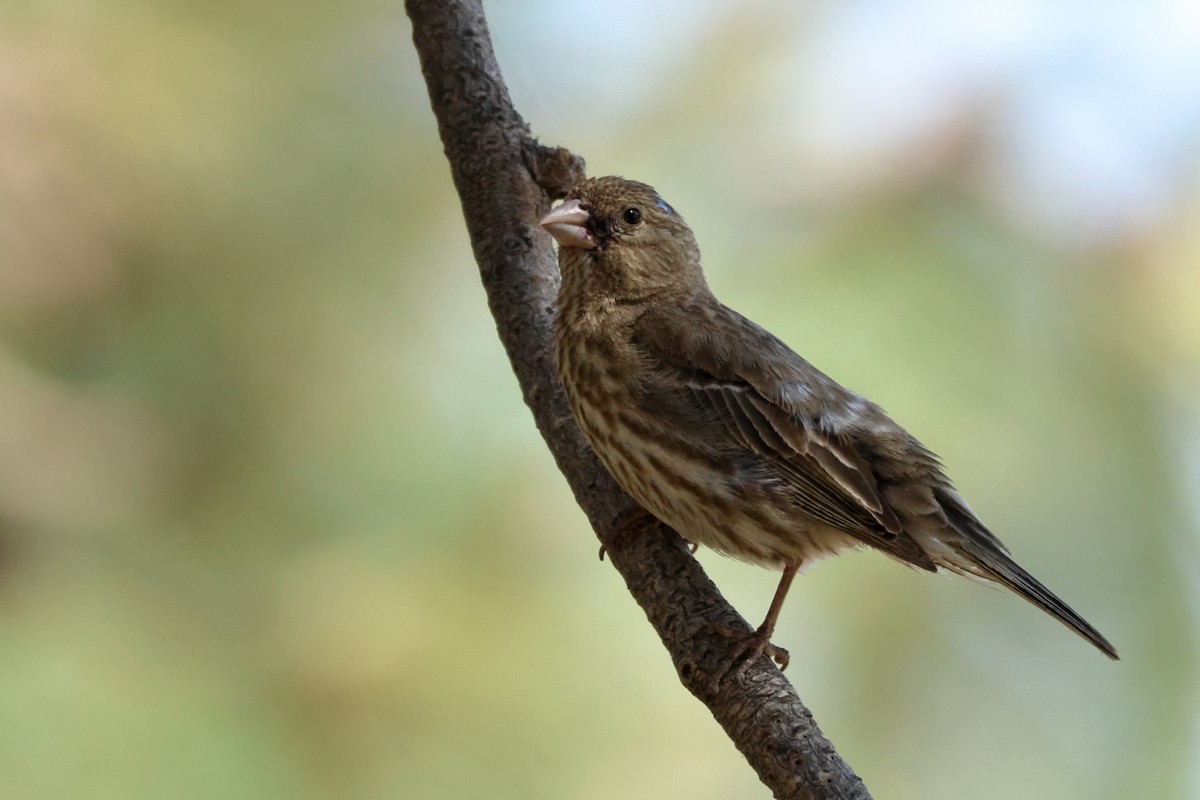 House Finch - ML638087508