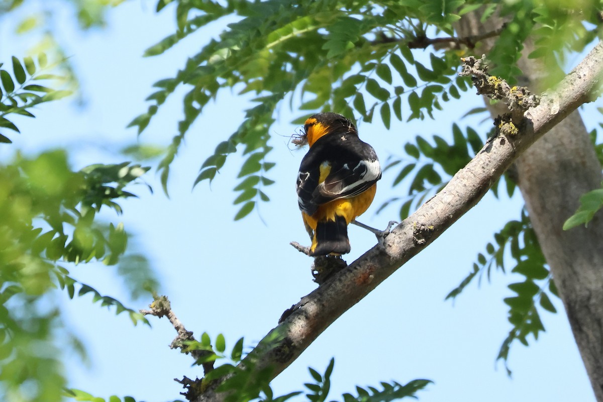 Bullock's Oriole - ML638087527