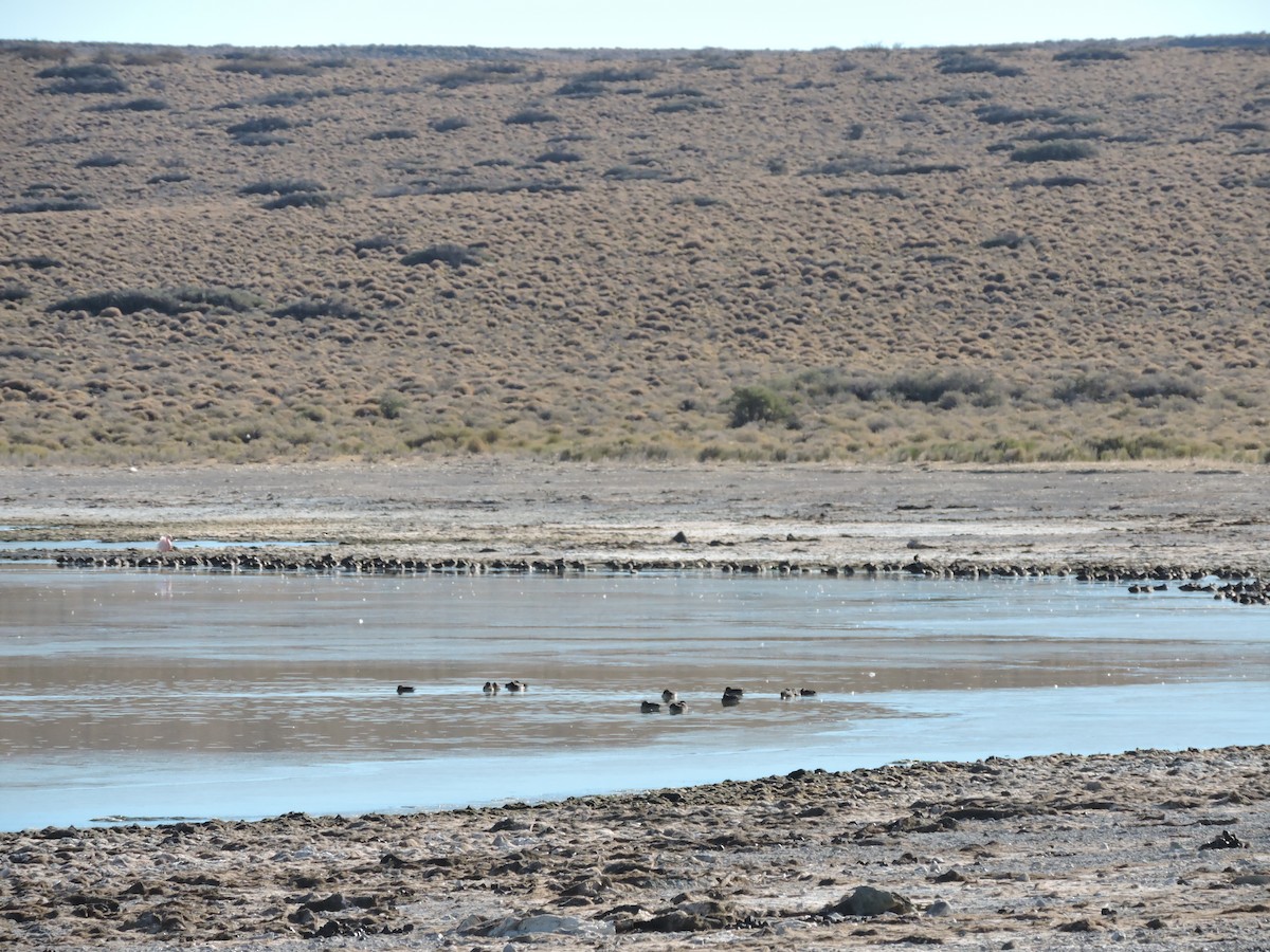 Yellow-billed Teal - ML638087530