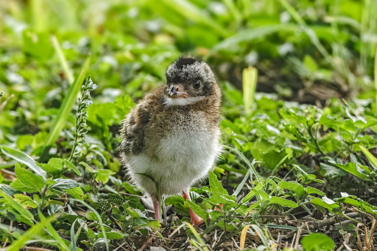 Plain Chachalaca - ML638087534