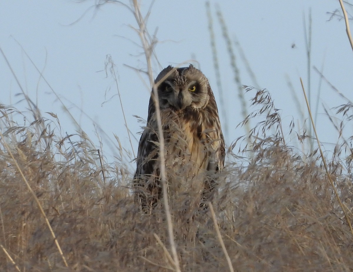 Short-eared Owl - ML638087538