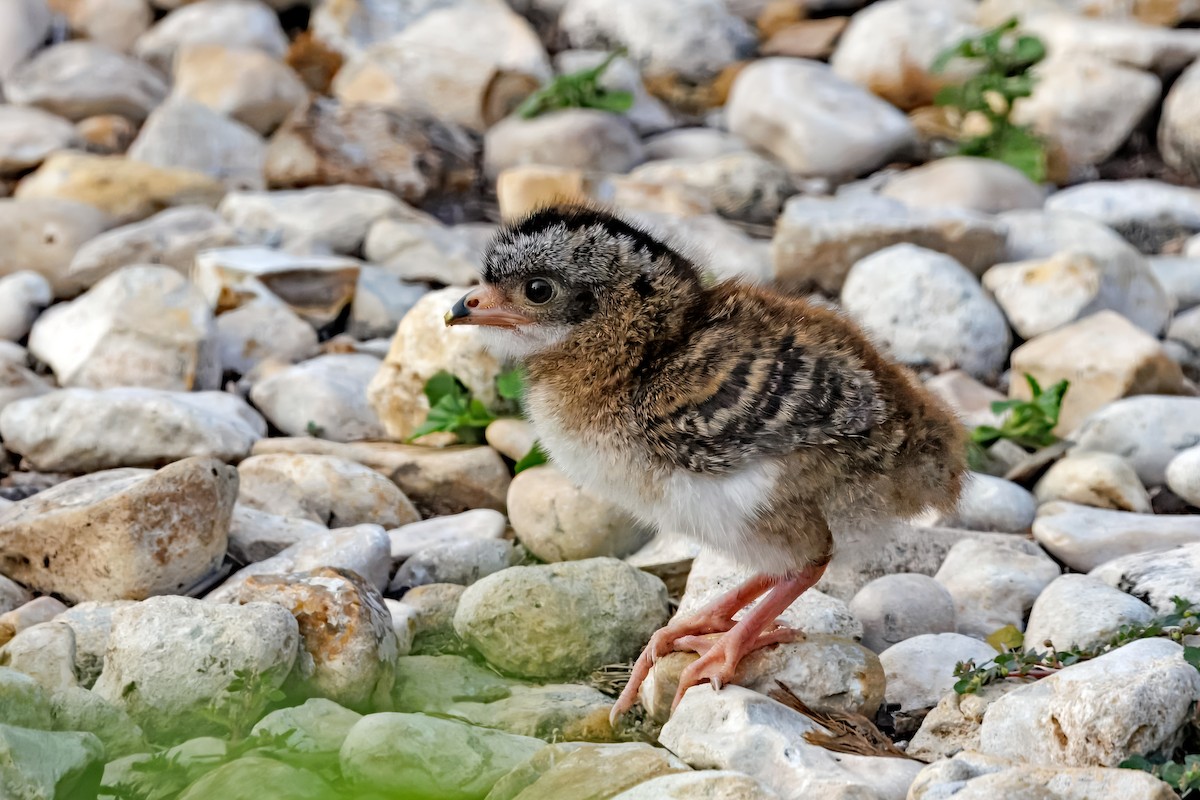 Plain Chachalaca - ML638087539
