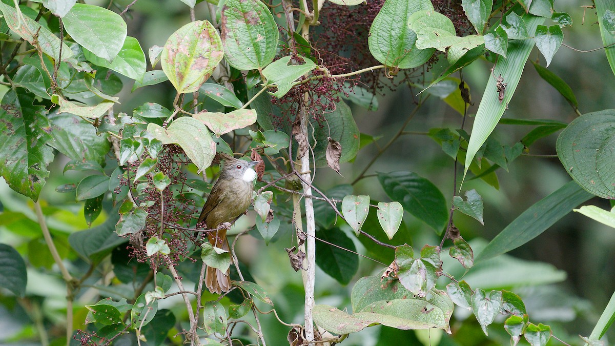 Penan Bulbul - ML638087545