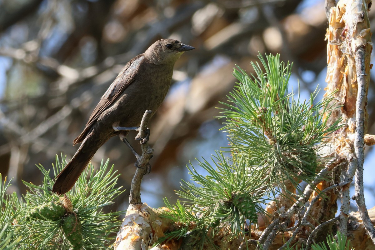 Brown-headed Cowbird - ML638087548