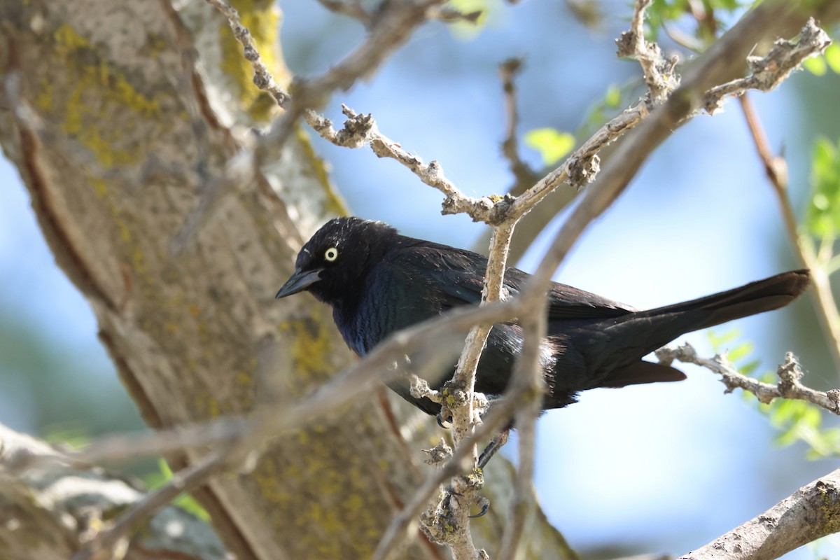 Brewer's Blackbird - ML638087557