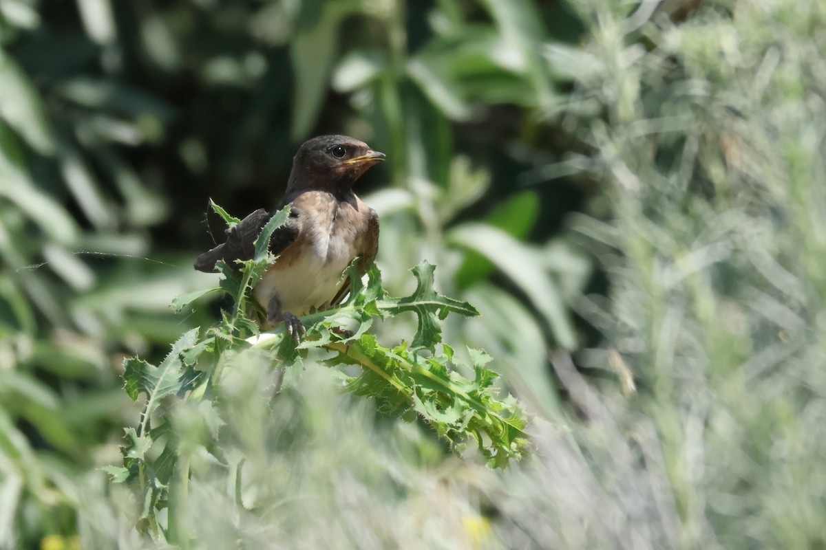 Cliff Swallow - ML638087581