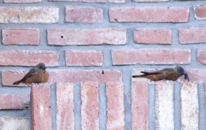 Cliff Flycatcher - ML638087584