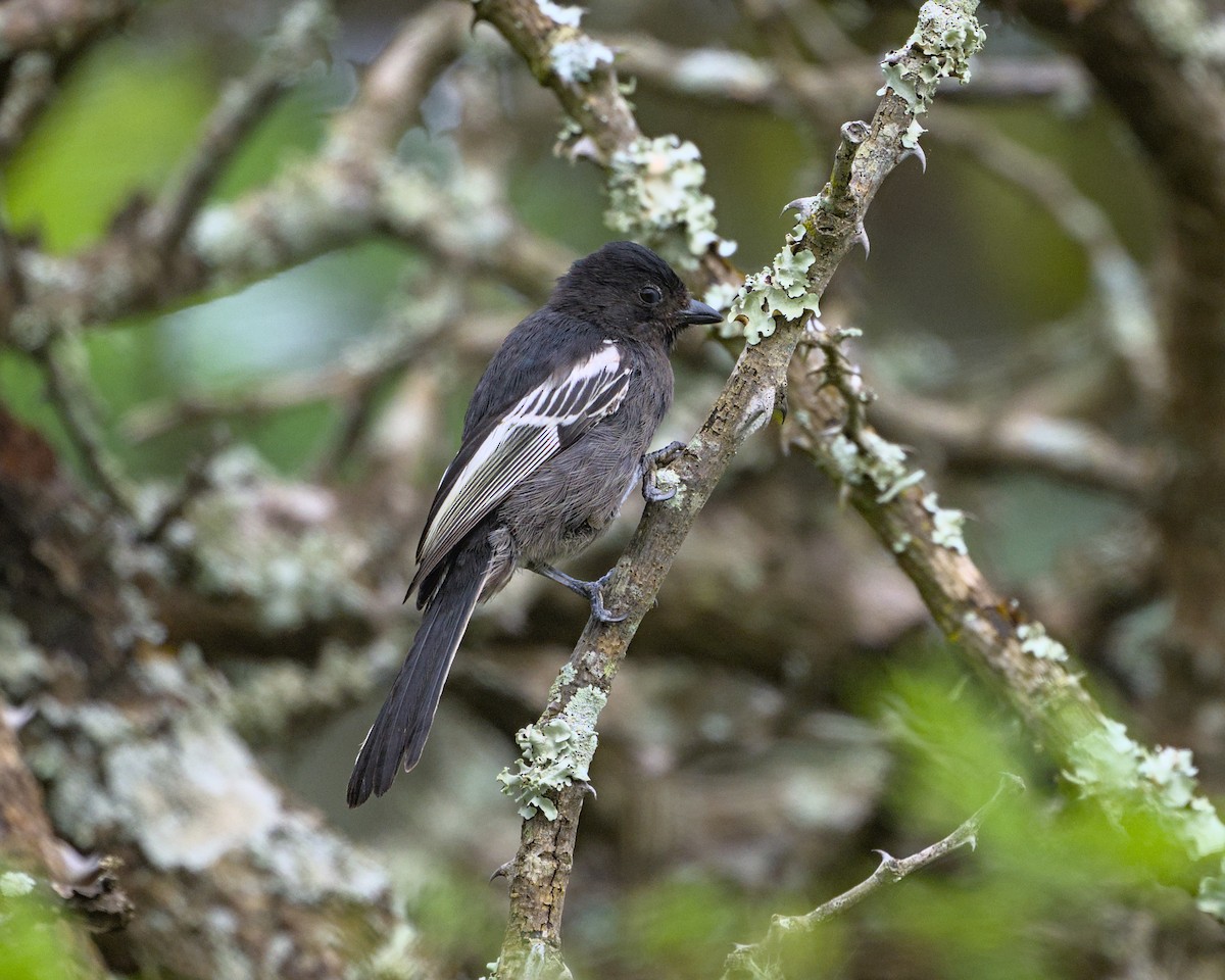 Southern Black-Tit - ML638087617