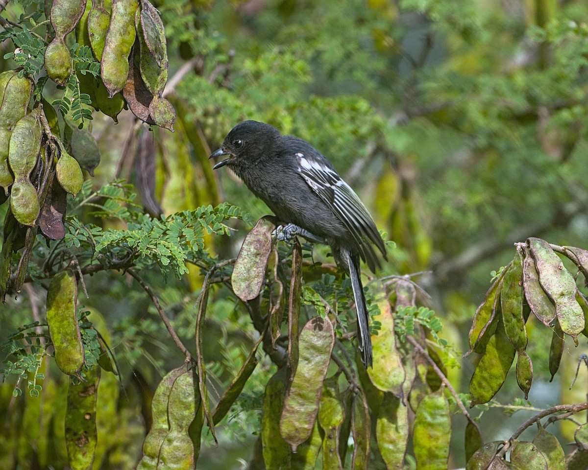 Southern Black-Tit - ML638087618