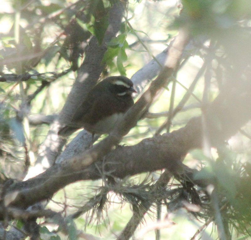Black-and-chestnut Warbling Finch - ML638087666