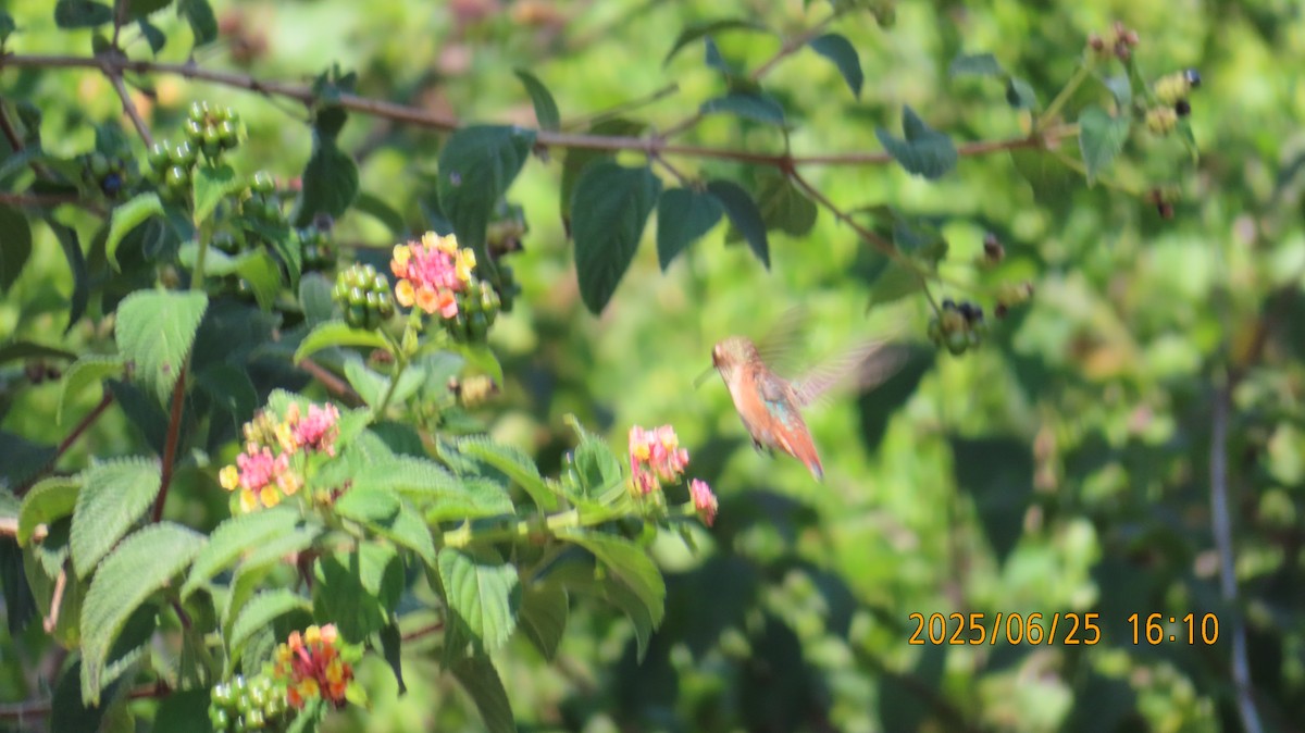 Allen's Hummingbird - ML638087684