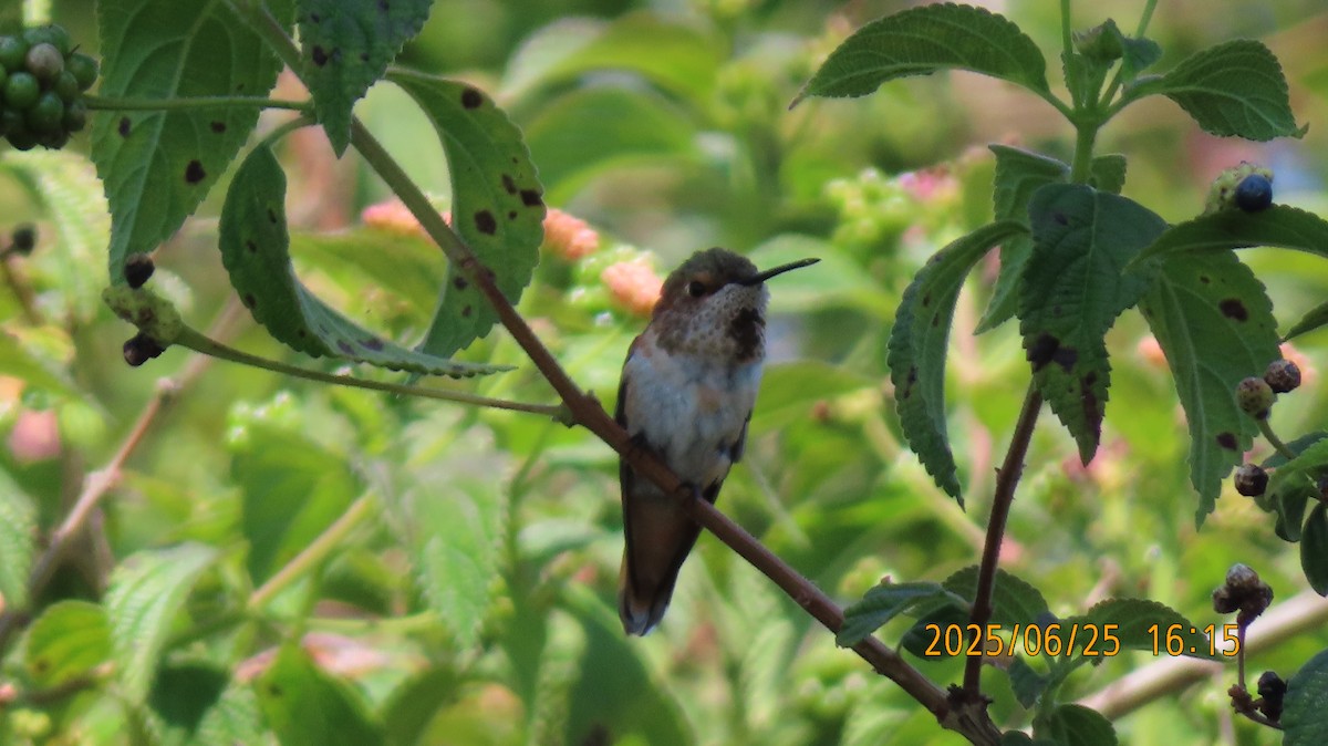 Allen's Hummingbird - ML638087692