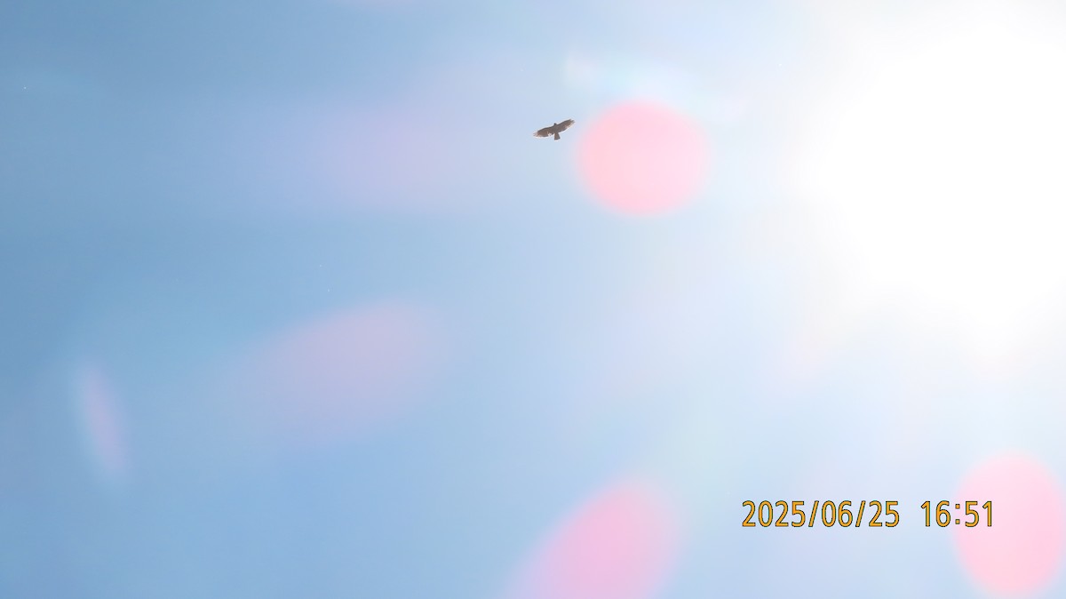 Red-tailed Hawk - ML638087731
