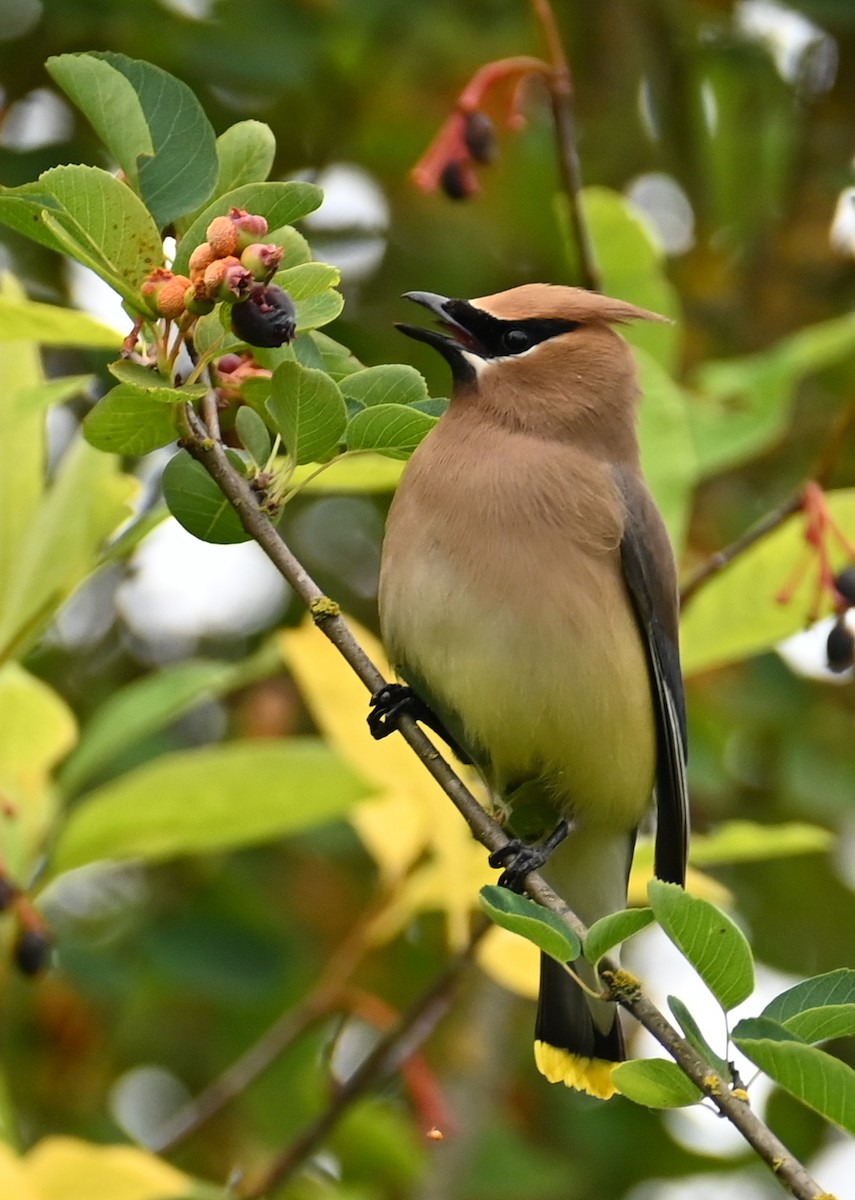 Cedar Waxwing - ML638087754