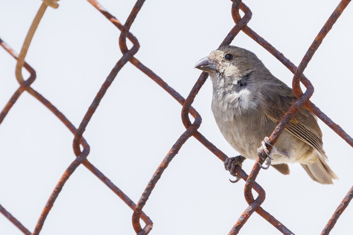 Barbados Bullfinch - ML638087765