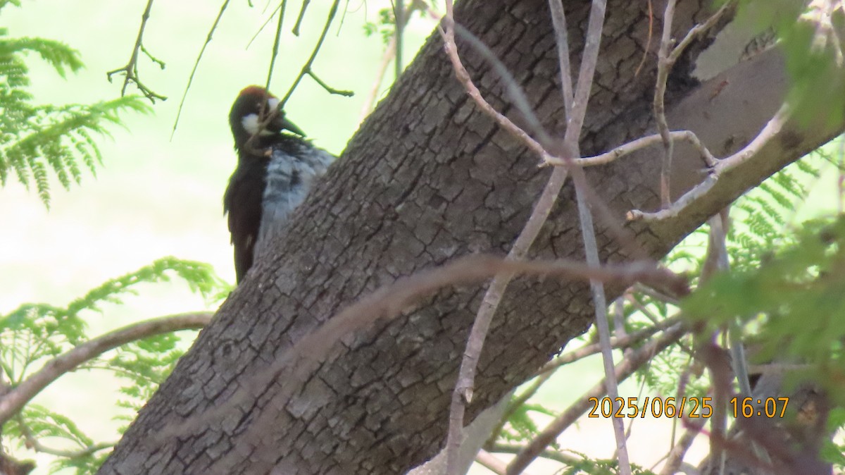 Acorn Woodpecker - ML638087766
