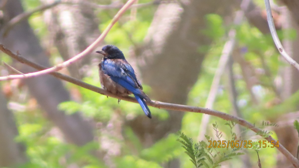 Western Bluebird - ML638087776