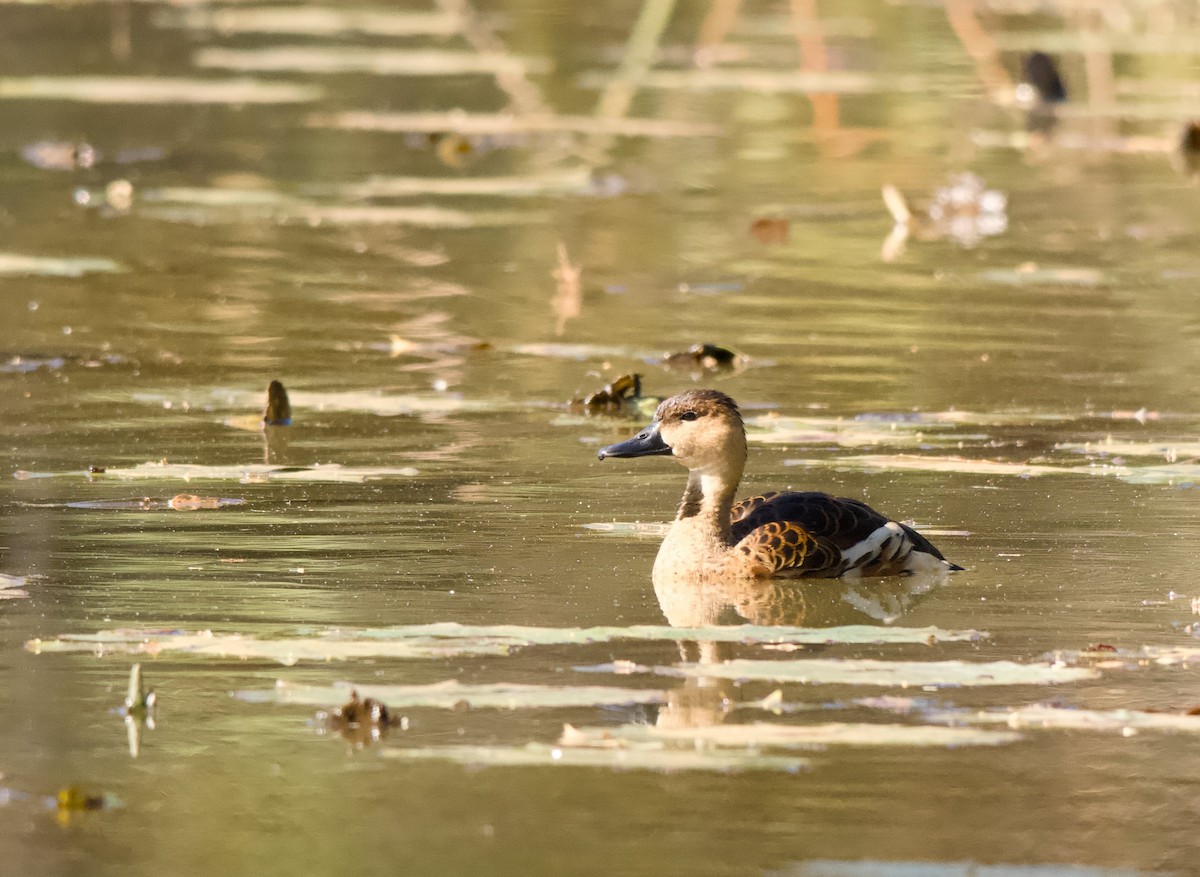 Wandering Whistling-Duck - ML638087783