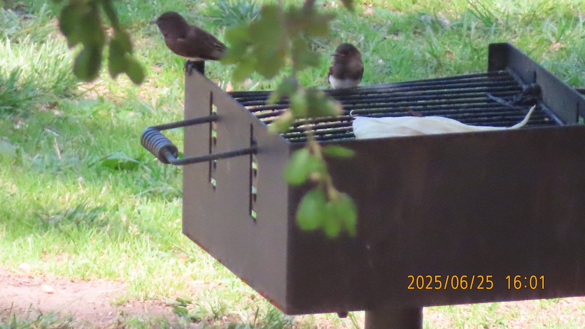 Black Phoebe - ML638087793