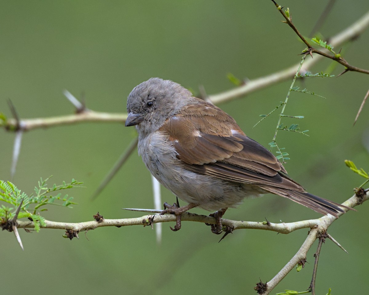 Southern Gray-headed Sparrow - ML638087806