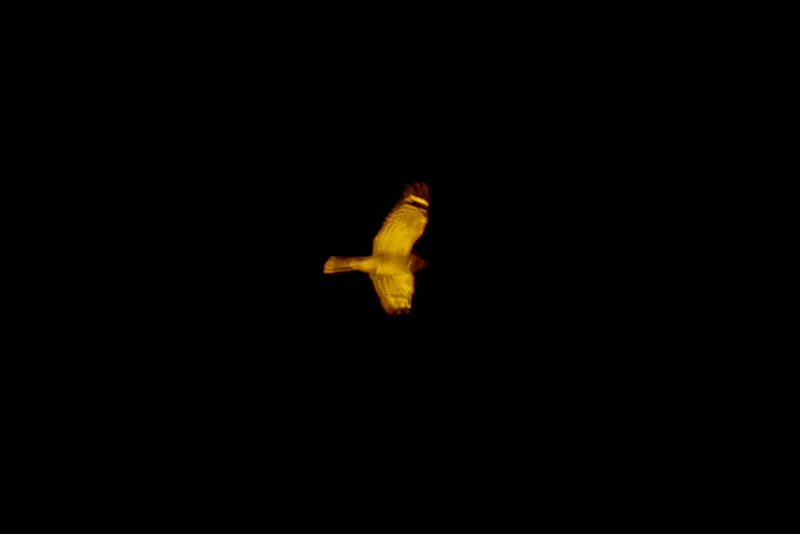 Rufous-cheeked Nightjar - ML638087812